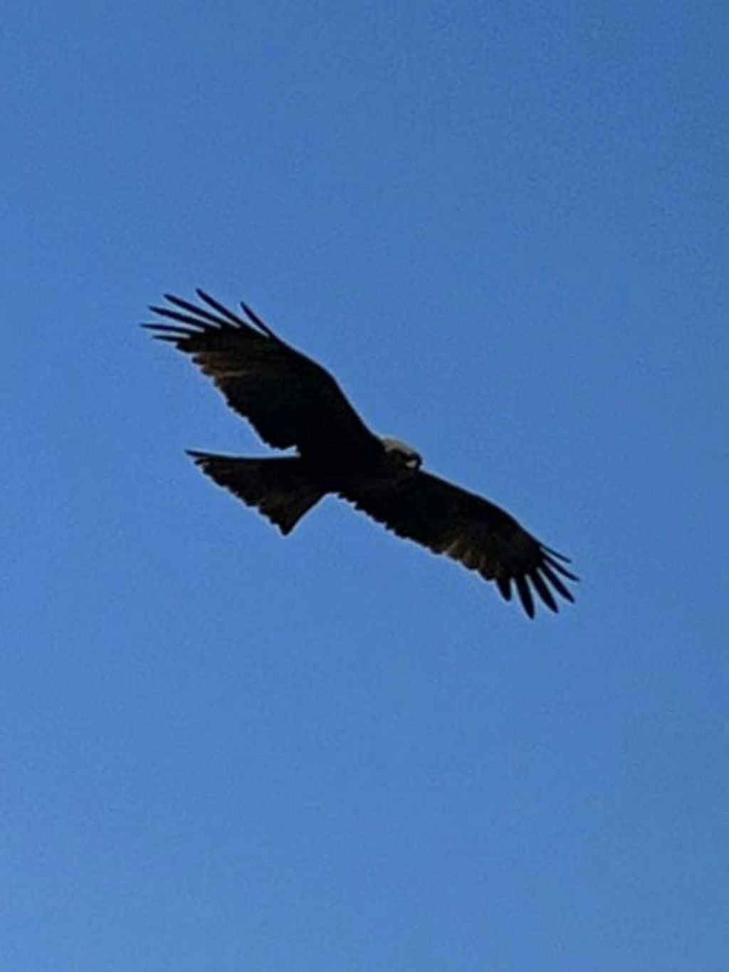 ID Rapace: Nibbio bruno